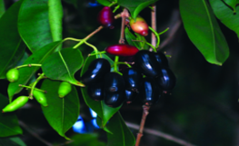 ചിത്രം:Java plum5.png