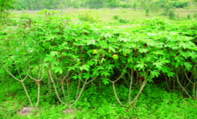 ചിത്രം:Cassava-plantation-cambodia.png