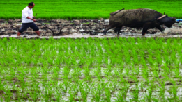 ചിത്രം:China farming.png
