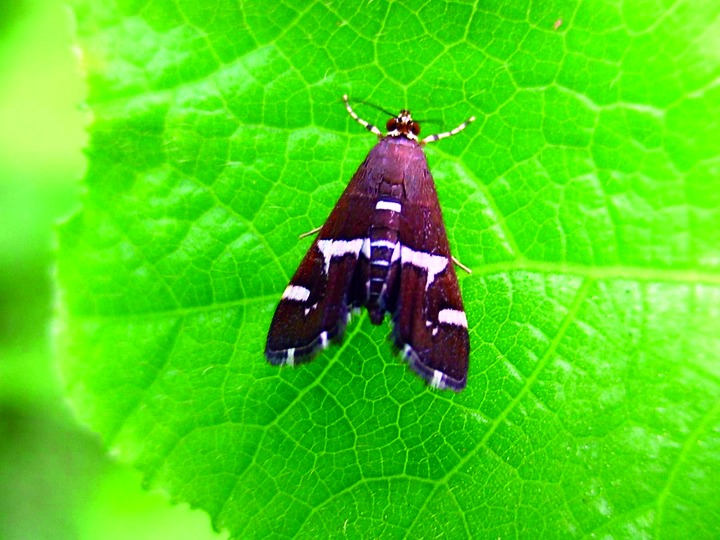 ചിത്രം:Vol5p152 hymenia recurvalis.jpg