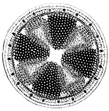 ചിത്രം:Diatoms-1.png