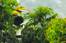 ചിത്രം:Great-Hornbill-06.png