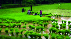 ചിത്രം:Rice seedlings transplanted to the paddy fields.png