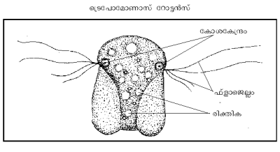 ചിത്രം:705a3.png