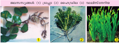 ചിത്രം:Jala plant2.png