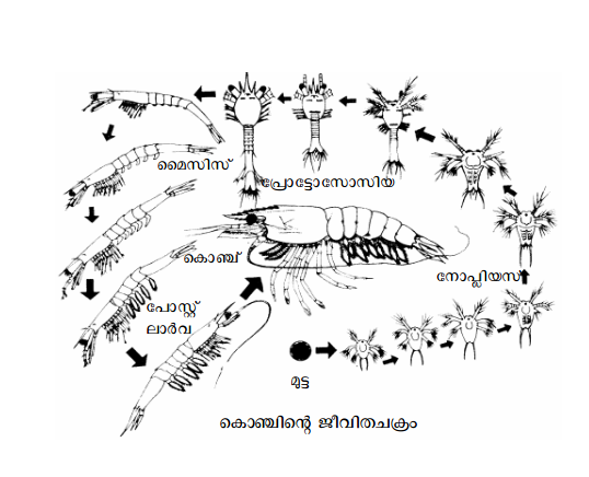 ചിത്രം:Konchu002.png