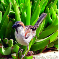 ചിത്രം:Lago sparrow.png