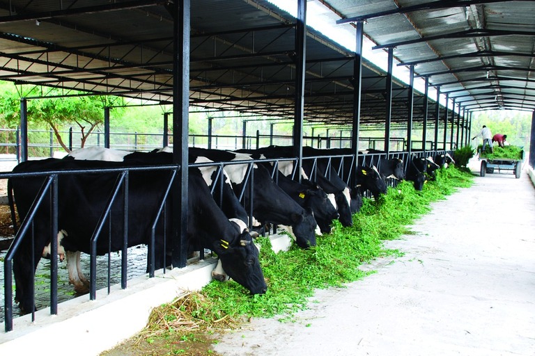 ചിത്രം:Vol5p218 eruthil.jpg