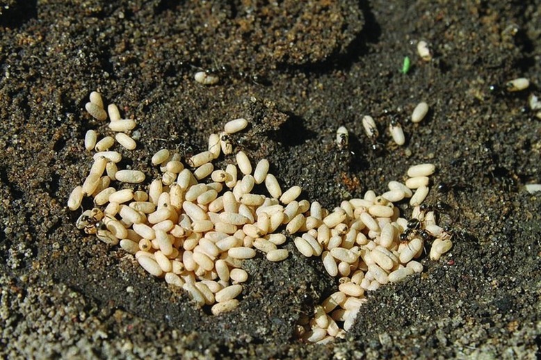 ചിത്രം:Vol5p329 800px-Ant eggs.jpg