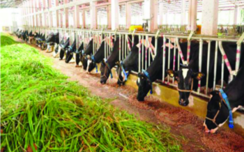 ചിത്രം:Hitech farming kulathupuzha.png