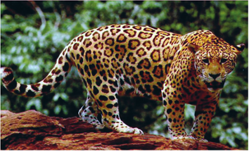ചിത്രം:Jaguar.png