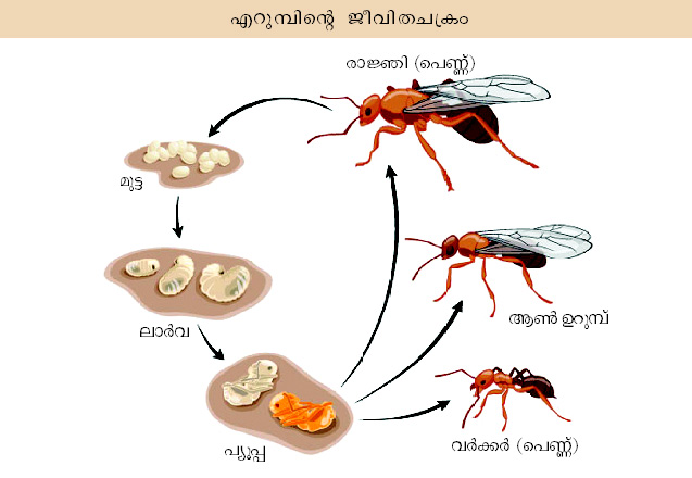 ചിത്രം:Vol5 332 image.jpg