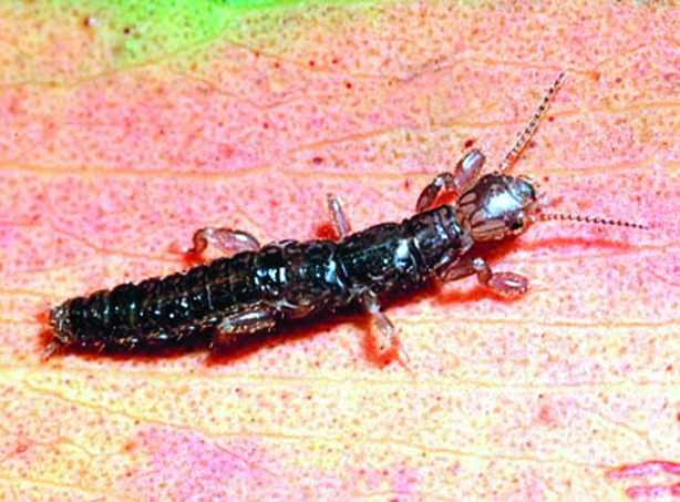 ചിത്രം:Vol5p218 Embioptera female.jpg