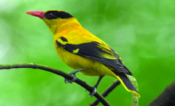 ചിത്രം:Indian Oriole09.png