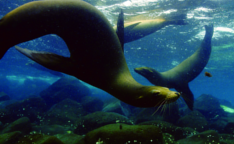 ചിത്രം:Galapagos Islands H.png