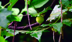 ചിത്രം:Solena amplexicaulis.png