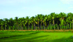 ചിത്രം:1.-Coconut-Plantation.png