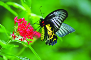 ചിത്രം:Southern birdwing01.png