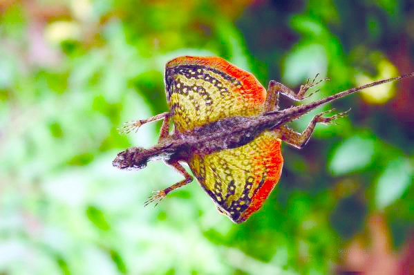 ചിത്രം:Vol4p658 dracco lizard.jpg