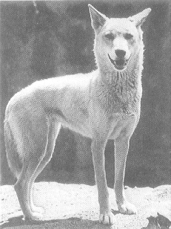 ചിത്രം:Dingo.png