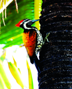 ചിത്രം:Goldenbacked woodpecker14.png