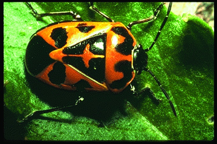 ചിത്രം:Vol5p152 HEMIPTERA.jpg