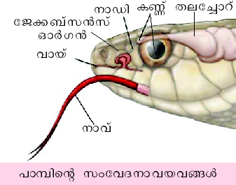 ചിത്രം:Vol4 722 1.jpg