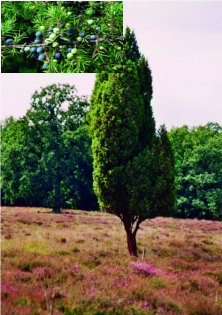 ചിത്രം:Juniperus tree.png