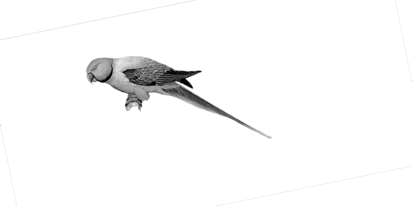 ചിത്രം:Parrot 4.png