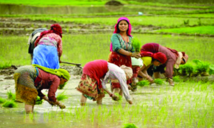 ചിത്രം:China walls in farmers.png