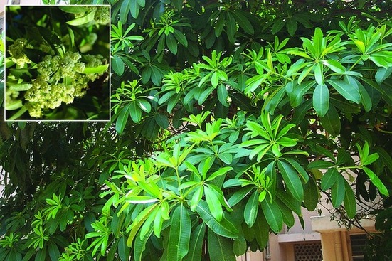 ചിത്രം:Vol5p433 Alstonia scholaris.jpg