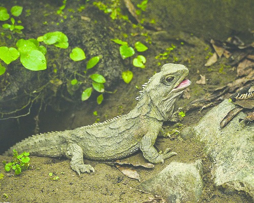 ചിത്രം:Vol4p658 Tuatara.jpg