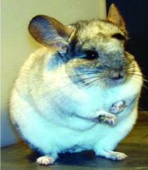 ചിത്രം:Chinchilla.png