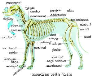 Image:dog asthikoodam.png