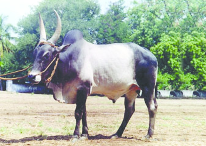 ചിത്രം:Vol6p223 Kangayam.jpg