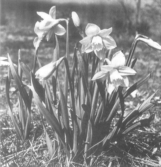 ചിത്രം:Daffodils.png