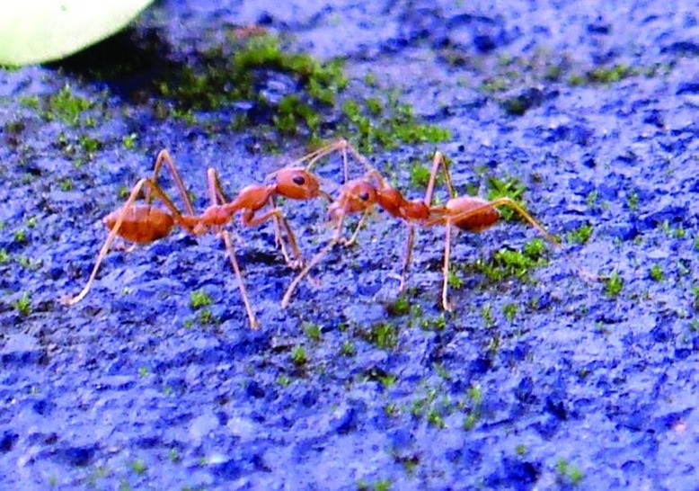ചിത്രം:Vol5p329 Fire ants communicating.jpg
