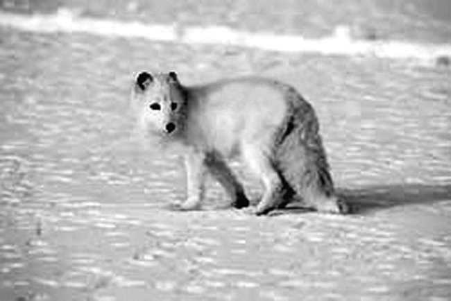 ചിത്രം:2133 Arctic fox, Alopex lagopus.jpg