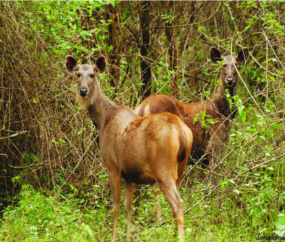 ചിത്രം:Sambar deer.png
