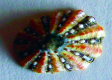 ചിത്രം:Mages of true limpets.png