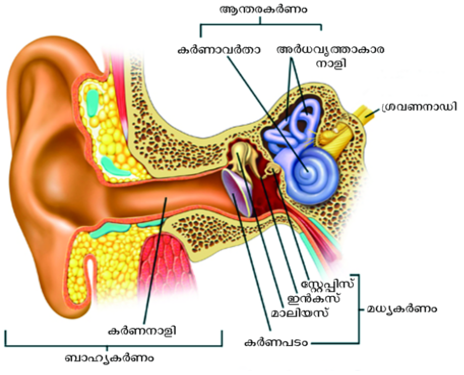 ചിത്രം:Ear anatomy.png