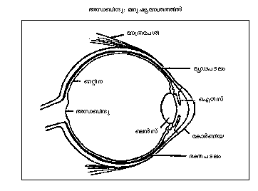 അന്ധബിന്ദു :മനുഷ്യനേത്രത്തില്‍