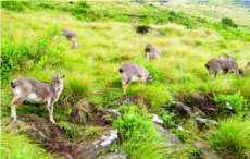 ചിത്രം:Nilgiri tar27.png