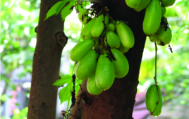 ചിത്രം:Chathurappuli.png