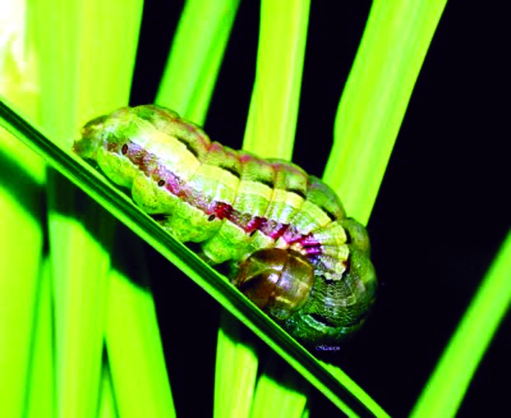 ചിത്രം:Vol5p152 (Spodoptera mauritia).jpg