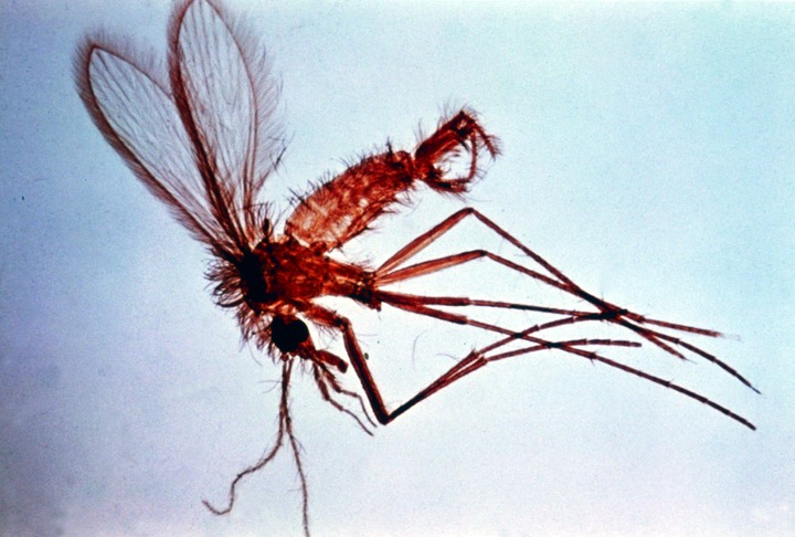 ചിത്രം:Vol5p152 Phlebotomus sp 01.jpg