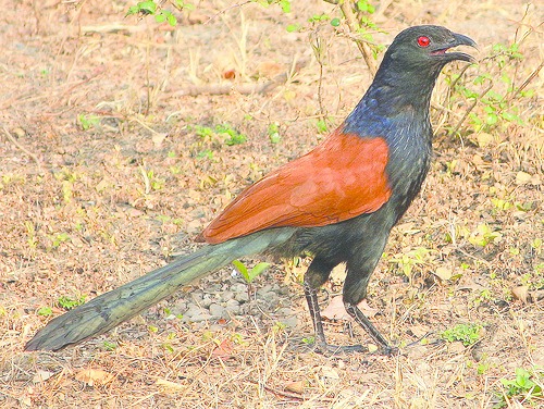 ചിത്രം:Vol4p658 centropus sinensis-2.jpg