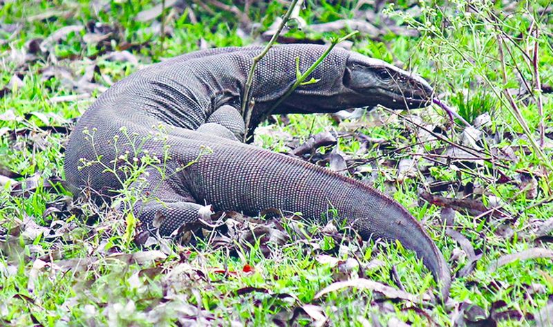 ചിത്രം:Vol5p433 Udumbu.jpg