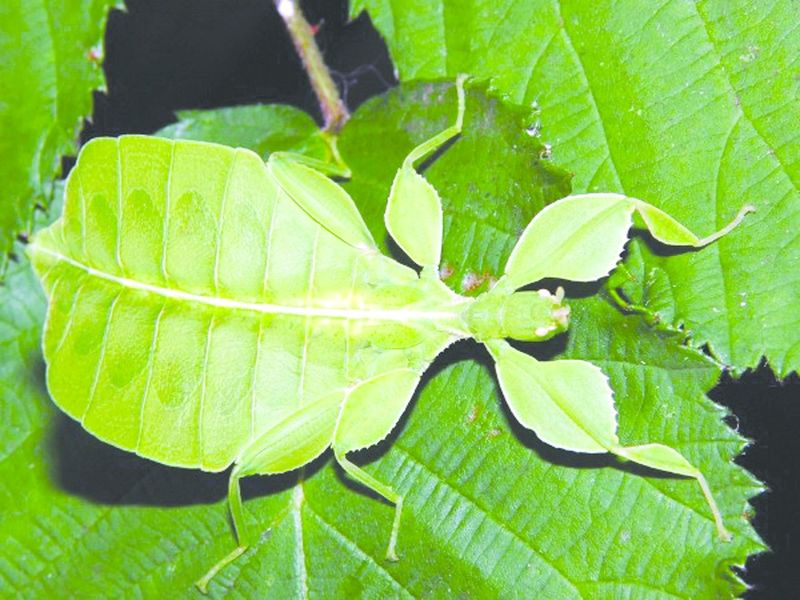 ചിത്രം:Vol5p825 walking and leaf insects.jpg