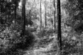 Thumbnail for version as of 09:01, 20 ജൂണ്‍ 2008